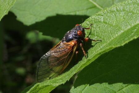 Cicadas are clumsy flyers that travel only short distances.  To figure out whether you should expect Brood XIII periodical cicadas in your neighborhood this year, look back to 2007.  If none existed then, they won't be there now either.  Credit: V. Blaine