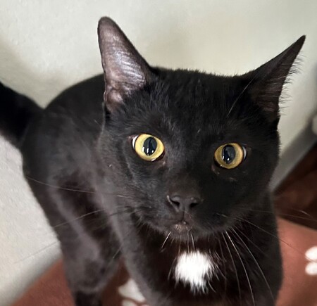 Meet Canned Ham!