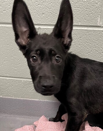Meet Jude