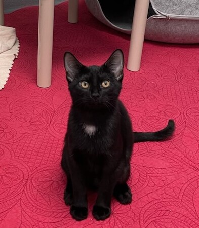 Meet Soot!