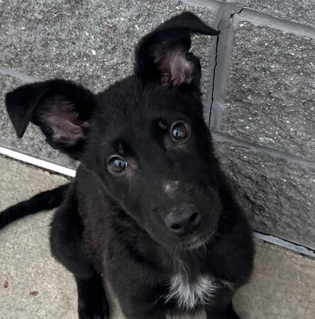 Meet Alice!