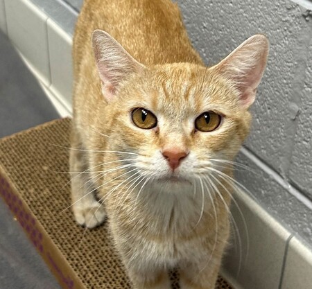 Meet Sweet Potato!