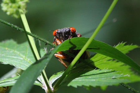 Periodical cicadas are predicted to emerge throughout northern Illinois in just a few weeks.  But will their appearance live up to all the hype?  Credit: Valerie Blaine