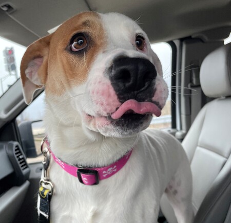 Lady Daffodil is available for adoption at Kane County Animal Control