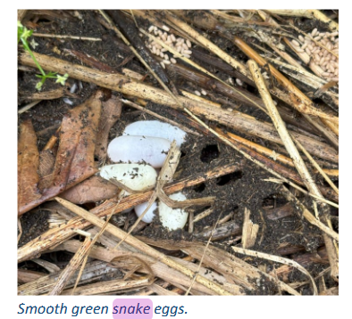 Green Snake Eggs.png