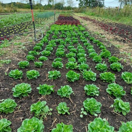 Elder Oaks Farm 1.jpg
