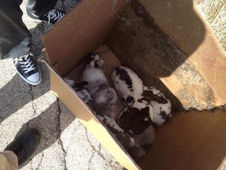 On a sunny day in April 2014, persons unknown left this box of bunnies at Ferson Creek Fen in St. Charles. 