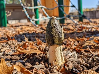 A Ravenel's stinkhorn grows amid the wood chips at a local playground.  These powerful decomposers, it turns out, are mighty stinkin' strong. 