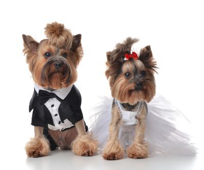Read... World's Largest Dog Wedding to Raise Money for Animal Organizations