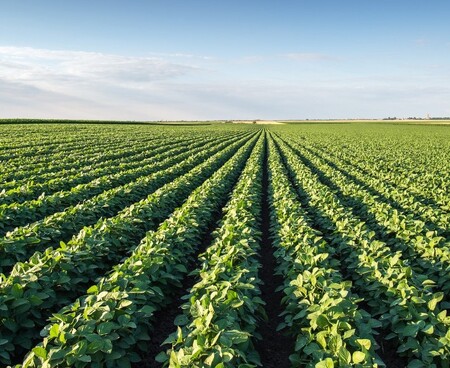 Illinois soybean field 