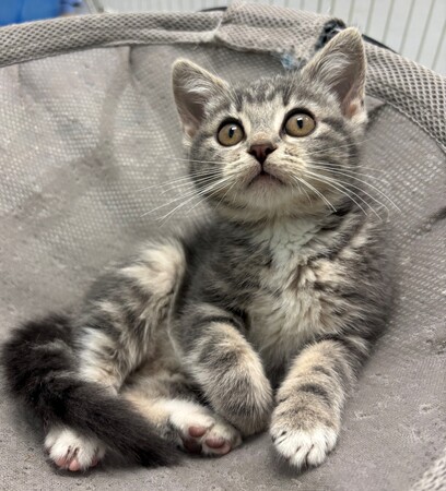 Meet ALT!