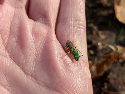 People can observe a wide variety of native bees without fear of being stung. 