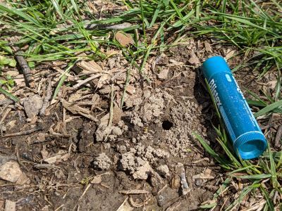 Cellophane bee tunnels resemble ant hills, but the hole is larger. 