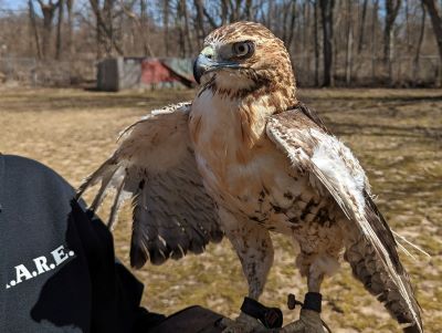 Sporting bare shafts where feathers once grew, Icarus the red-tailed hawk is in the process of recovering from a near-fatal encounter with a landfill flare. 