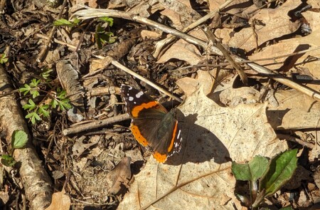 Its wings angled toward the afternoon sun, a red admiral soaks up some warming rays at Delnor Woods Park in St. Charles