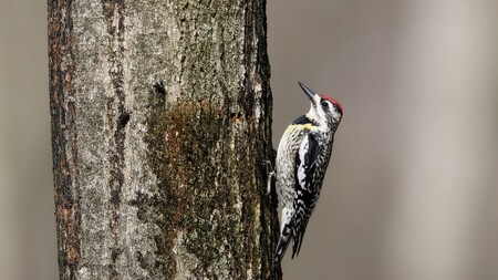 As a female yellow-bellied sapsucker methodically drills her sapwells, two flies (left) arrive to inspect her progress and, soon, partake of a sweet treat.  Credit:  Banu R