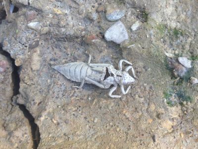 This interesting artifact is the cast skin, or exoskeleton, of a dragonfly nymph that has emerged from the water and molted into adulthood. 