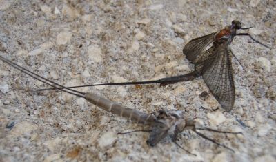 A large mayfly rests next to its freshly cast skin. Mayflies are the only insects that experience a subimago, or sub adult, life stage in which they are winged and capable of flight but not fully mature.