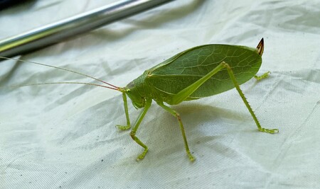 Female common true katydids, like the one pictured here, are all green with a curved ovipositor or egg-laying organ, at the hind end; males are mostly green but have a brown patch known as the stridulatory field just behind the head.