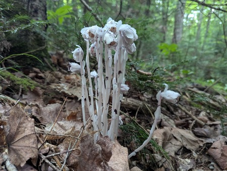 Although they lack chlorophyll, ghost pipes are bona-fide plants.  Their roots draw nourishment from nearby fungi in the soil and their nodding flowers are pollinated by bees, flies and ants. 