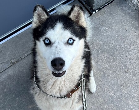 Sailor is available for adoption at Kane County Animal Control. 