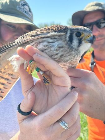 American Kestrels