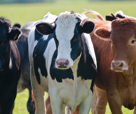 Currently there are more than 600 family farms in Kane County and more than 1,000 family farmers supporting 14,000 local jobs. 