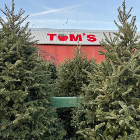 Tom's Farm is just one of several places to purchase a fresh holiday tree