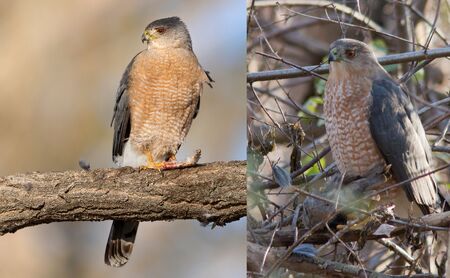 The Cooper’s hawk, right, and sharp-shinned hawk look very similar but, it turns out, are not as closely related as once thought.  Credit iStock/Mr. Leonard Photography