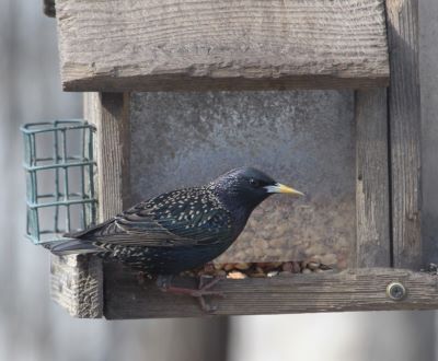 Never shy about helping themselves to free food, European starlings have made themselves at home in every one of the lower 48 states as well as southern Alaska and Canada. 