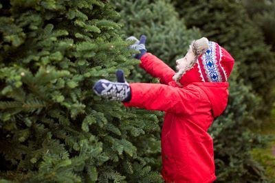 There are several unique places for Christmas trees in Kane County. 