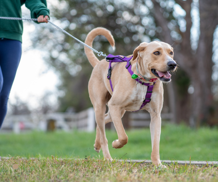 Dogs are often walked by Kane County Animal Control which is located near Peck Farm in Geneva 