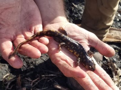 Tiger salamanders moving to breeding ponds is a sign of spring that is often overlooked.  St. Charles Park District ecologists monitor these movements and track the health of the local population over time.  