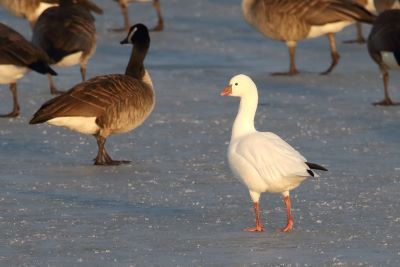 Smaller than most geese, the Ross's goose is an unusual sighting in Kane County.  Photo credits: Gordon Garcia