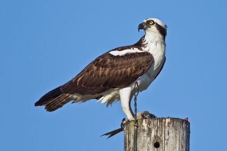 Osprey are currently listed as threatened in Illinois. Photo credit:  Adobe Stock/Lauren Swanson