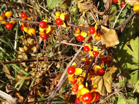 Oriental bittersweet’s large quantities of fruit grow from the leaf axils of the vine and are strung out along the stems. Remembering the phrase, ‘Strung out is bad,’ can be helpful in discerning this introduced species from its American counterpart. Cred