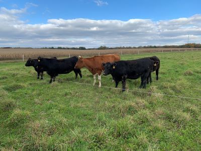 All Grass Farms in Dundee Township