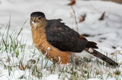 Rodent baits often have unintended consequences, traveling through food chains and accumulating in the bodies of higher-level consumers like the Cooper's Hawk. 