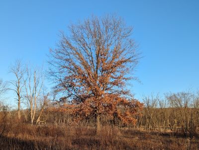 Marcescence not only is a great word, but also an interesting phenomemon to observe in the winter landscape. 