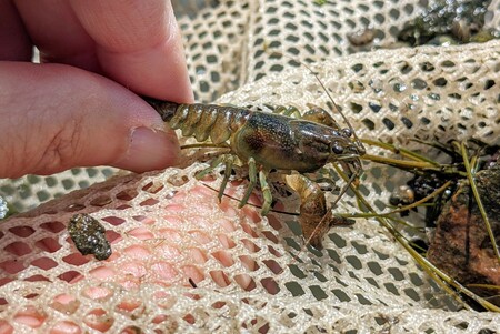 With big claws and an attitude to match, the rusty crayfish was brought to Illinois intentionally for use as fishing bait. It then hitched around in bait buckets throughout the Upper Midwest, displacing native species along the way.