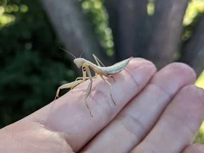 The European Mantis