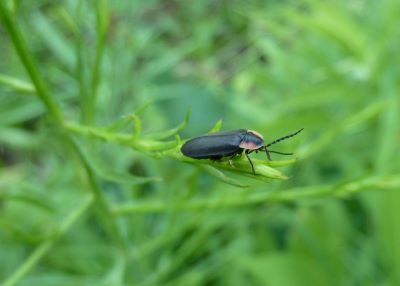 Not flashy but fascinating just the same, diurnal fireflies fly during the daytime and inhabit moist fields and woodlands throughout our area. 