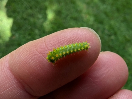 Just like human babies, insect babies-- also known as larvae- sometimes bear little resemblance to the adults they become.