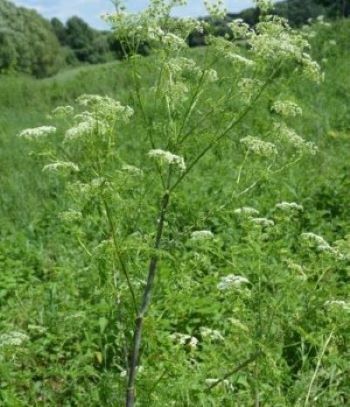 Poison Hemlock (Conium maculatum) USDA