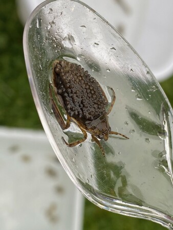 Giant water bugs make good parents. 