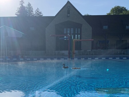 Splish splash! Luna takes her ducky family for a swim at Swanson Pool at Pottawatomie Park in St. Charles.