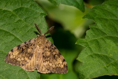 Spongy moth