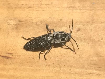 Measuring up to 1 3/4 in. and marked with prominent 'eyes,' the eyed click beetle can be found in mature oak woodlands throughout our area.  Photo by Sue and Jim Mikowski.