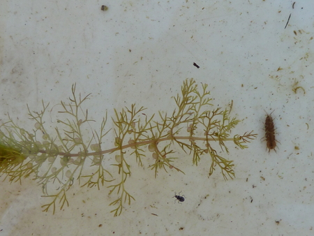 The translucent 'balloons' on this sprig of bladderwort take in nutrients in the form of tiny arthropods.  The other animals in the picture, such as the aquatic sowbug (right) and the beetle (below) are too large for the carnivourous plant to capture. 