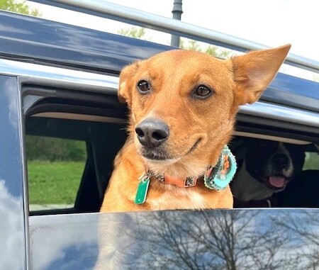 One of many dogs at the Kane County Animal Control Clinic for a rabies vaccine